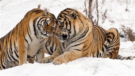 Siberian Tiger Vs Bengal Tiger What Are The Differences Wildlifegrow