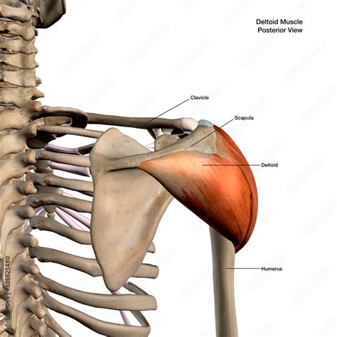 Deltoid Muscle Isolated In Posterior View Labeled Human Anatomy On