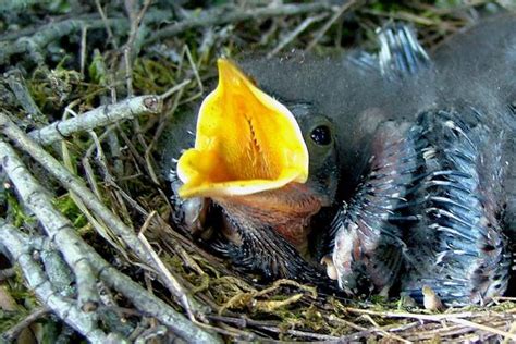 How to perform cleaning your bird cage. What to Feed a Baby Bird for the Best Nutrition
