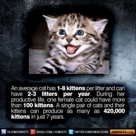 I am trying to find out what is a normal number of times for a cat to urinate in one day. An average cat has 1-8 kittens per litter and can have 2-3 ...