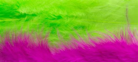 Pink And Green Feather Background Close Up Stock Photo Image 43956576