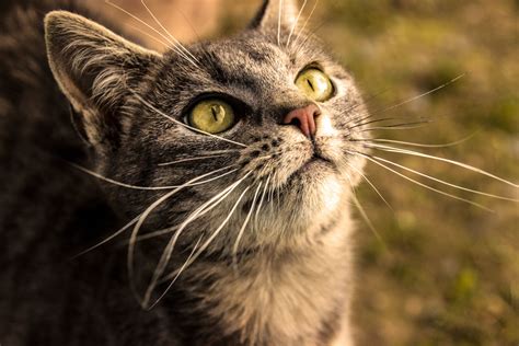 Gray Tabby With Yellow Eyes Wallpapers Wallpaper Cave