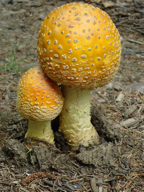 Oxygen Grows On Trees Amanita Muscaria Just Looks Cool To Me