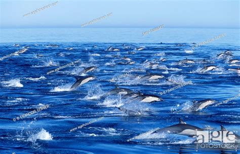 Short Beaked Common Dolphin Delphinus Delphis Photographed In The