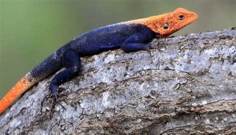The The Red Headed Agama A Care Guide