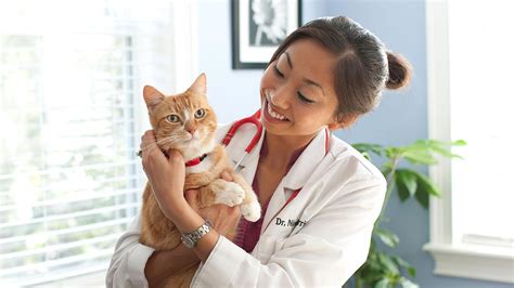 5 Ways To Make Your Cat Healthy