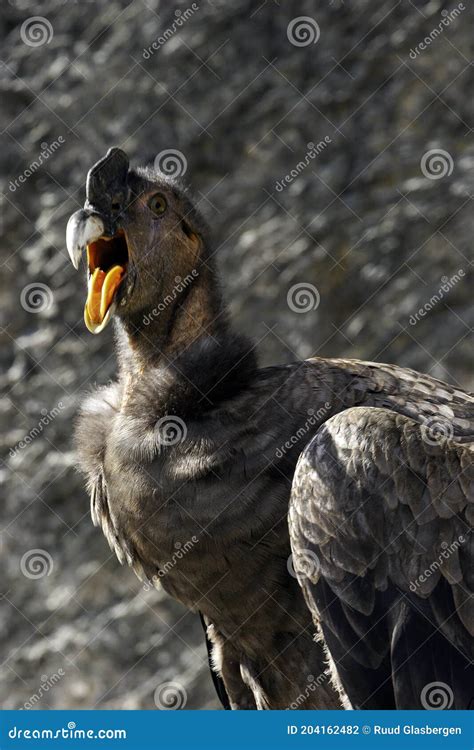 The Andean Condor The King Of The Andes Mountains The Largest Flying