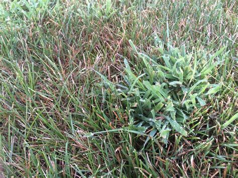 4 Pro Tips To Get Rid Of Crabgrass In Your Northern Virginia Lawn