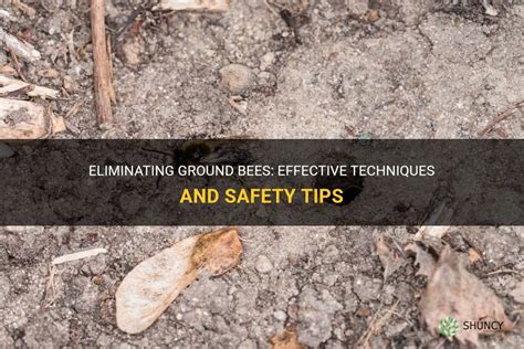 Eliminating Ground Bees Effective Techniques And Safety Tips Shuncy