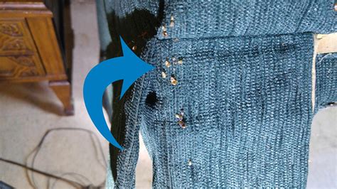 Pests We Treat Horrible Bed Bug Infestation In Home With Elderly