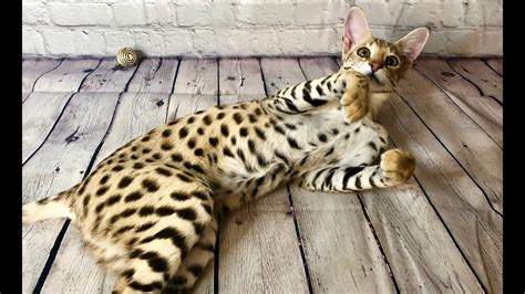 Savannah Cat 11 Things You Need To Know About This Savannah Cat
