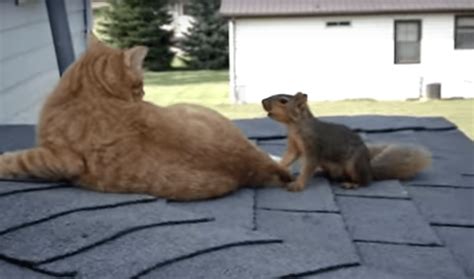 This Cat Vs Squirrel Play Fight Is The Cutest Thing Youll See All Day