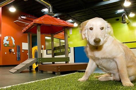 20 Things Dog Day Care Employees Wont Tell You