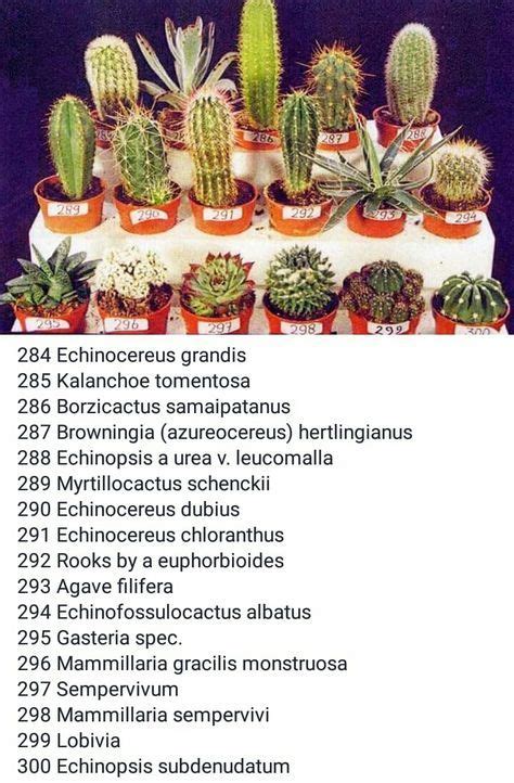 Cactus Varieties Names And Pictures