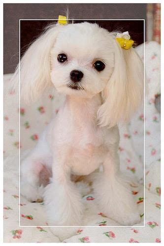Japanese Grooming Maltese Dogs Haircuts Teacup Puppies Maltese Dog
