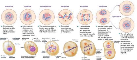 The Stages Of Mitosis