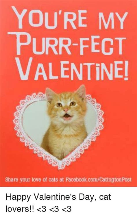 Download The Wonderful Funny Valentine Cat Memes Hilarious Pets Pictures
