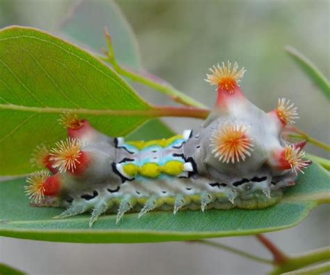 This Spectacular Australian Caterpillar Is Spotting Of The Day Mottled