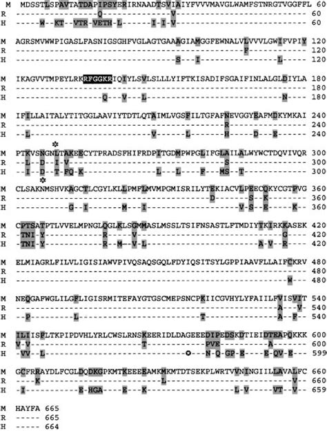 alignment of amino acid sequences of mouse m rat r and human h download scientific