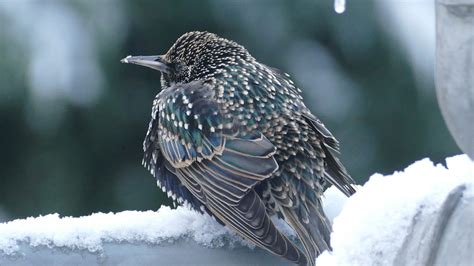 The 10 Most Common Winter Birds In North America Birding World