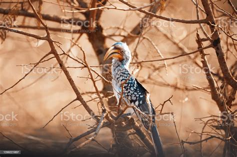 Zazu African Redbilled Hornbill Sitting In Tree Stock Photo Download