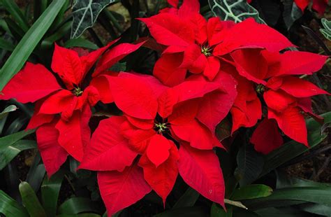 Poinsettia Red Wallpapers Wallpaper Cave