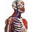 Basic Human Anatomy And Physiology  St Francis University College Of