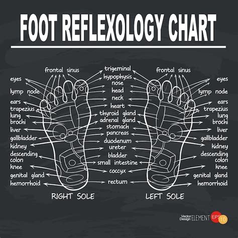 Premium Vector Foot Reflexology Illustration