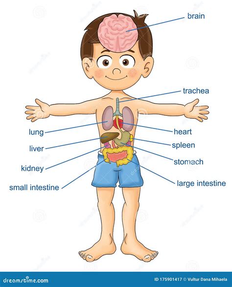 Parts Of My Body And A Cute Boy Front And Back View Blank Test Exam