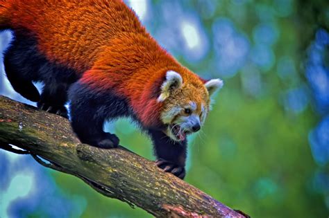 Red Panda Ailurus Fulgens Red Panda Ailurus Fulgens Flickr