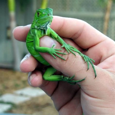 How To Care For A Baby Green Iguana A Complete Guide Mypetcarejoy