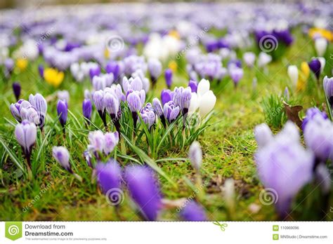 Blooming Crocus Flowers In The Park Spring Landscape Stock Photo