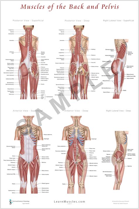 Muscles of the Back and Pelvis 24" x 36" Premium Poster - Learn Muscles