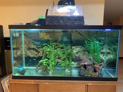 My 90 Gallon Tank With A Begging Red Eared Slider Turtle 🐢 Turtle