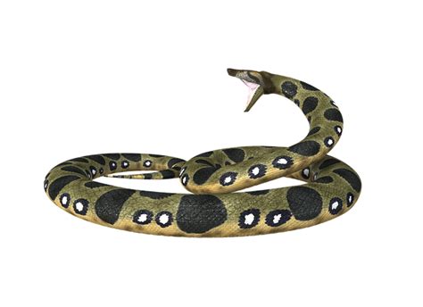 Green Anaconda Vs King Cobra Who Is The King Of The Snakes Wild