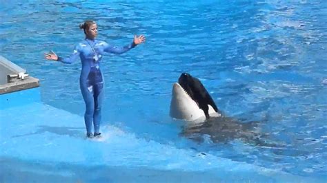 Shamu Youtube