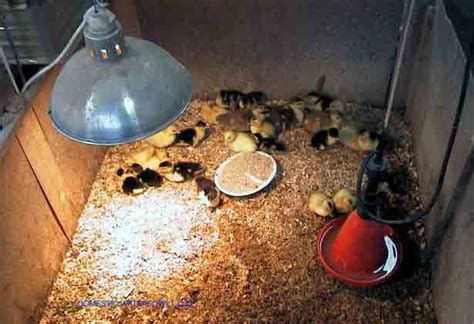 Poultry Chicken Poultry Management