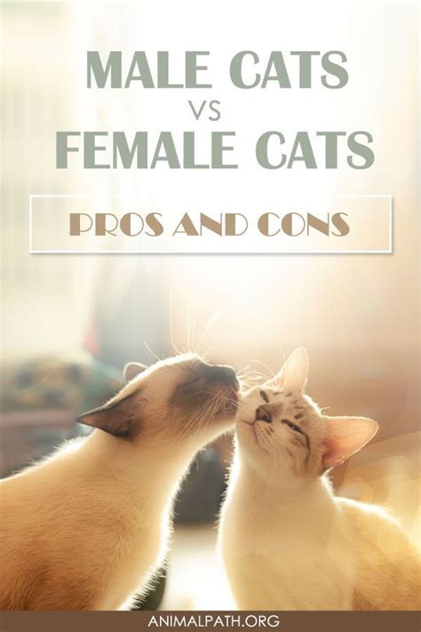 Male Cats Vs Female Cats Pros And Cons Cats Pet Care Cats Cat Personalities