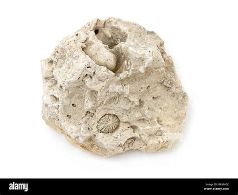 Rock Sample Of Limestone Showing Shell Fossil Stock Photo Alamy