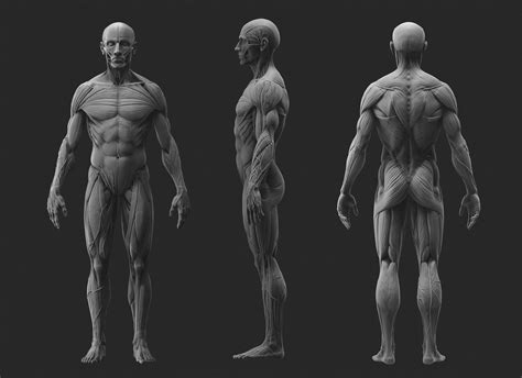 D Muscle Male Ideas In Zbrush Man Anatomy Character Design Sexiz Pix