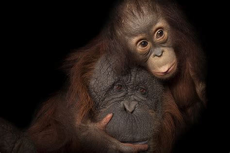 National Geographic Photo Ark Museum Of The Shenandoah Valley