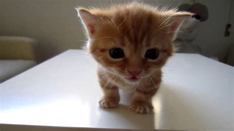 Beautiful Kitten Meowing Hermoso Gatito Maullando Adorable Cute Youtube
