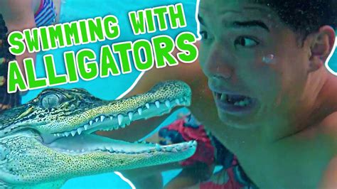 Swimming With Alligators Youtube