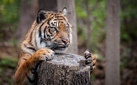 Animals Tiger Nature Depth Of Field Big Cats Tree Stump Wallpapers