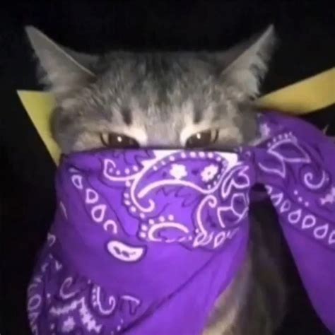 Create Meme Cats In Bandanas A Cat In A Bandana Cat Crips