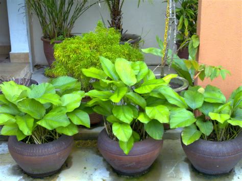2.3 pagar fleksibel diperbuat daripada willow. For Our Eyes Only..: Pokok hiasan dan bunga-bungaan