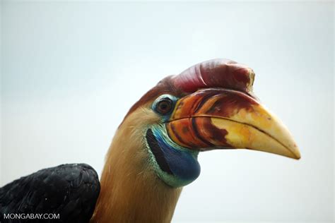 Wallacea Surganya Burung Unik Dan Endemik Id