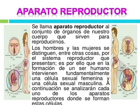 Aparato Reproductor Masculino Y Femenino
