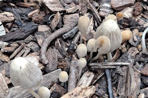 Mushrooms Growing In Mulch A Simple Guide For Gardeners