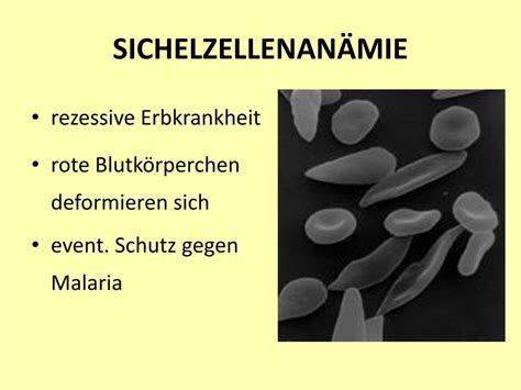 Sickle cell anemia) ist eine erbliche erkrankung der roten blutkörperchen (erythrozyten). PPT - POPULATIONSGENETIK PowerPoint Presentation - ID:768177